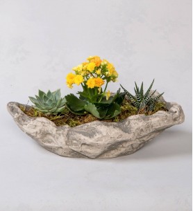 Dekoratif Sarı Kalanchoe ve Sukulent