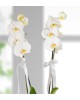 Doğum Günü Tebrikli 2 Dal Phalaenopsis Orkide