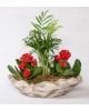 Dekoratif Saksıda Chamadore ve Kalanchoe