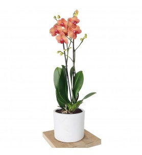 Phalaenopsis Orchids (Coral Orkide) - Kırmızı Orkide