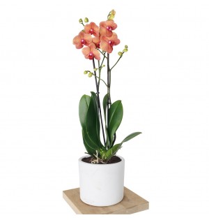 Phalaenopsis Orchids (Coral Orkide) - Kırmızı Orkide