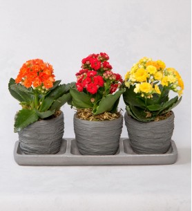 Trio Saksıda Kalanchoe