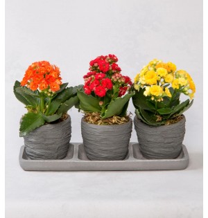 Trio Saksıda Kalanchoe