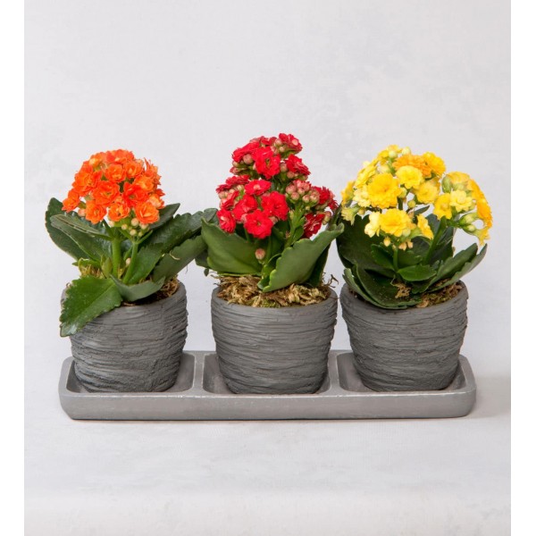 Trio Saksıda Kalanchoe