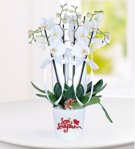 Konya Seni Seviyorum Mesajlı 4 Dal Phalaenopsis Orkide