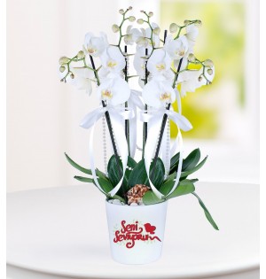 Konya Seni Seviyorum Mesajlı 4 Dal Phalaenopsis Orkide