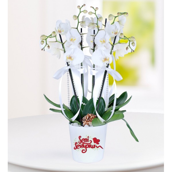 Konya Seni Seviyorum Mesajlı 4 Dal Phalaenopsis Orkide